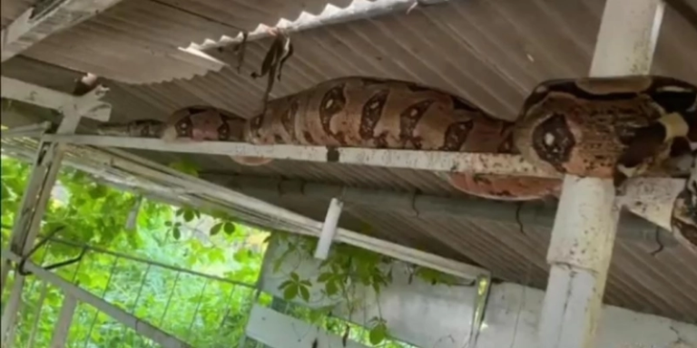 Jiboia de cerca de 3 metros é encontrada em granja na zona rural de Itaporanga